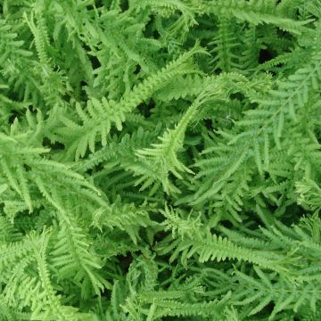 Athyrium filix-femina Victoriae - Wijfjesvaren