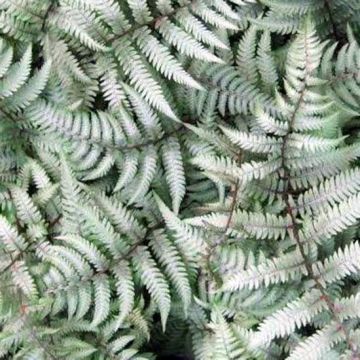 Athyrium niponicum Burgundy Lace - Japanse regenboogvaren