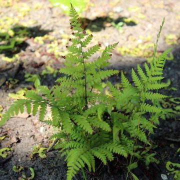 Athyrium vidalii - Wijfjesvaren