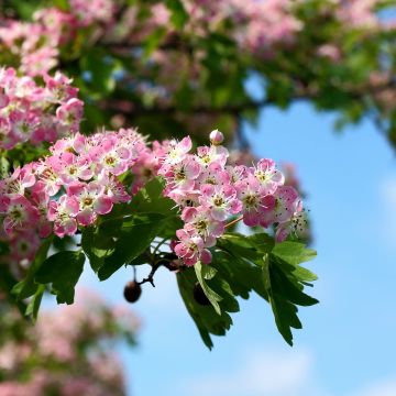 Crataegus laevigata Princesse Sturdza - Rode meidoorn