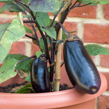 Aubergine Avan F1 (jonge planten)