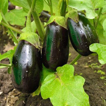Aubergine Bonica F1 Aubergine Bonica F1
