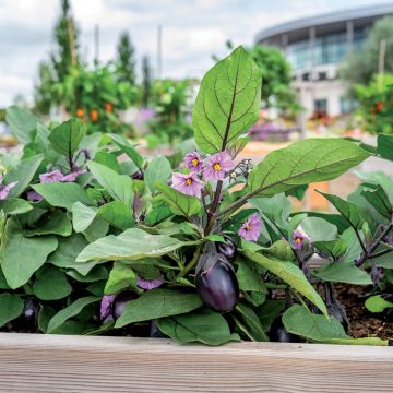 Aubergine Patio Baby F1 (jonge planten)