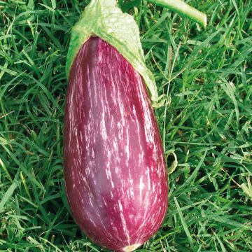Aubergine Rania F1 (jonge planten - geënt)