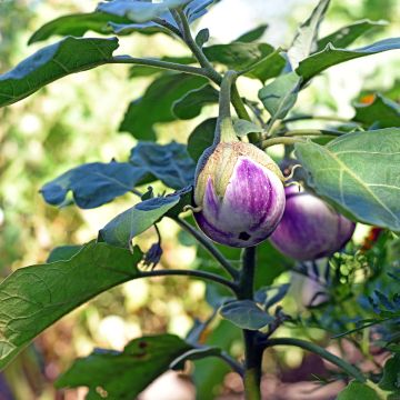 Aubergine Rotonda Bianca di SfumatacDi Rosa