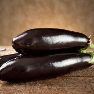 Aubergine de Barbentane - Solanum melongena