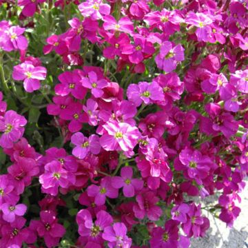 Blauwkussen Bressingham Red - Aubrieta