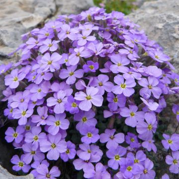 Blauwkussen Novalis Blue - Aubrieta cultorum