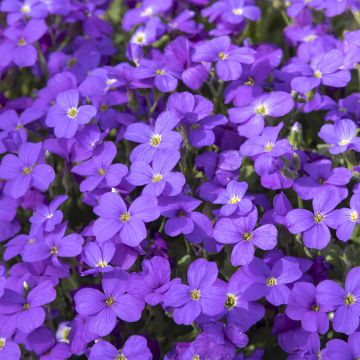 Blauwkussen Royal Blue - Aubrieta