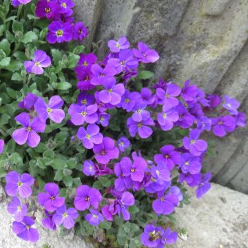 Blauwkussen Cascade Purple - Aubrieta