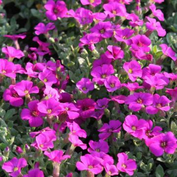 Blauwkussen roze-rood - Aubrieta gracilis
