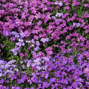 Blauwkussen Mixed Hybrids (zaad) - Aubrieta