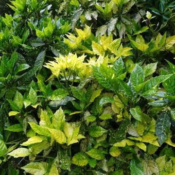 Aucuba japonica - Broodboom