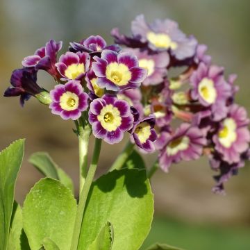 Primula pubescens - Tuinaurikel