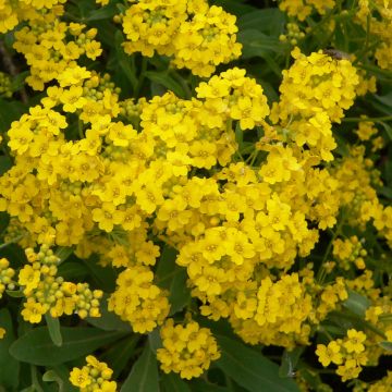 Alyssum saxatilis Goldkugel - Rotsschildzaad