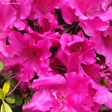 Rhododendron Repetita Violet - Azalea