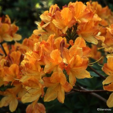 Azalea mollis Hortulanus H Witte - Bladverliezende azalea