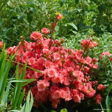 Rhododendron Flash Dance Salmon - Japanse azalea