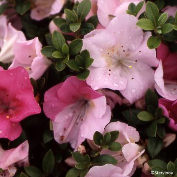 Rhododendron hybride Haru No Sono - Japanse azalea
