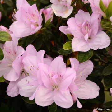 Rhododendron hybride Rêve de Lilas - Japanse azalea