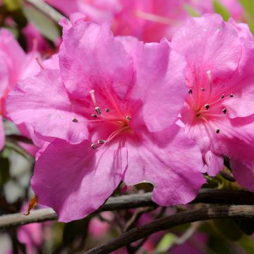 Rhododendron Greenway - Japanse azalea