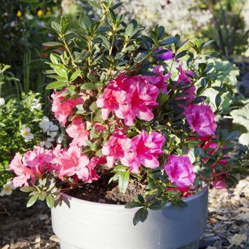 Rhododendron ENCORE Carnival - Japanse azalea