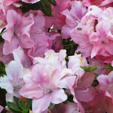 Rhododendron japonica ENCORE Debutante - Japanse azalea