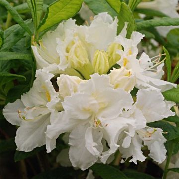 Rhododendron mollis White Frills - Chinese azalea