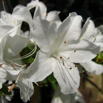 Rhododendron Palestrina - Japanse azalea