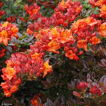 Rhododendron knaphill Mary Poppins - Knaphill-azalea