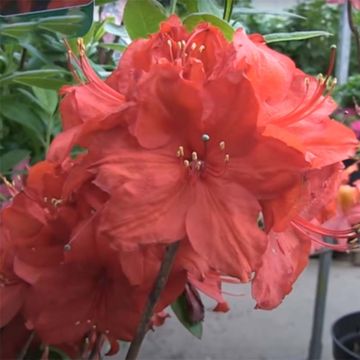 Rhododendron Satan - Bladverliezende azalea