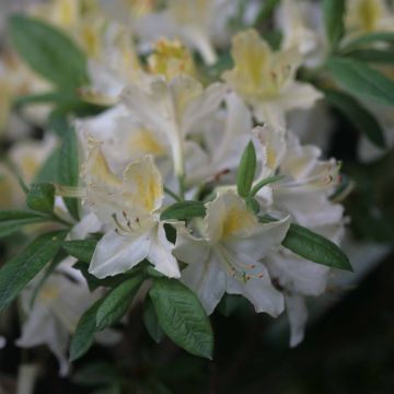 Rhododendron mollis Daviesii - Bladverliezende Azalea