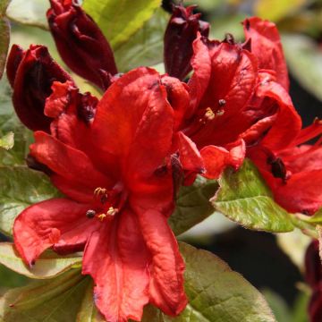 Rhododendron mollis Nabucco - Bladverliezende Azalea