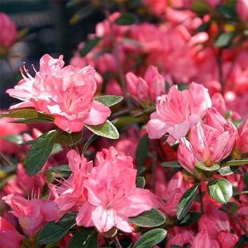 Rhododendron kurume Blaauw's Roze - Japanse azalea