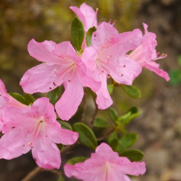 Rhododendron japonica Gilbert Mullie - Japanse azalea