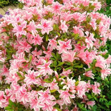 Rhododendron japonica Melle - Japanse azalea