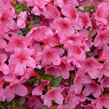 Rhododendron japonica Mme Van Hecke - Japanse azalea