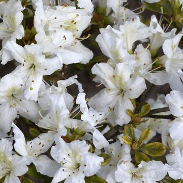 Rhododendron Schneeglanz - Japanse azalea