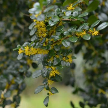 Azara microphylla - Vanilleboom