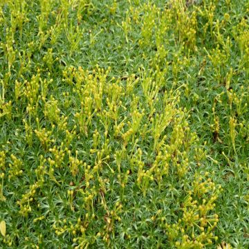 Azorella trifurcata - Andeskruid