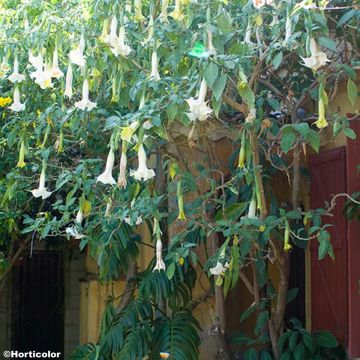 Brugmansia arborea - Engelenbazuin