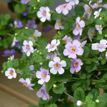 Bacopa Gulliver Pink Heart Bacopa Gulliver Pink Heart