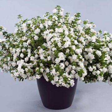Bacopa Scopia Double Snowball (plugplanten)