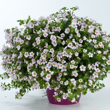 Bacopa Gulliver Pink Heart
