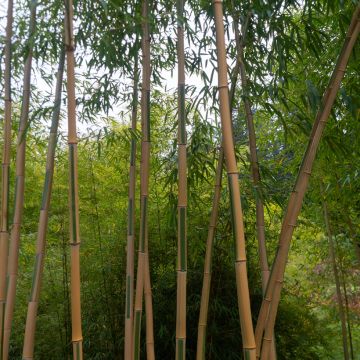 Phyllostachys aurea Koï - Gouden bamboe
