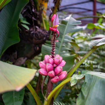 Musa velutina - Roze dwergbanaan