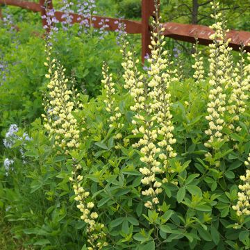 Baptisia Carolina Moonlight - Valse indigo