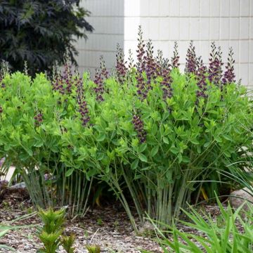 Baptisia Grape Taffy - Blauwe valse indigo