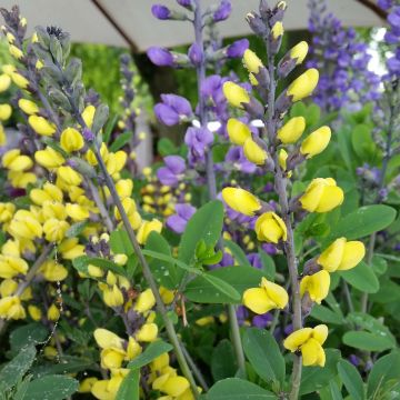 Baptisia Decadence Lemon Meringue - Blauwe valse indigo
