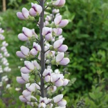 Baptisia Pink Form - Blauwe valse indigo